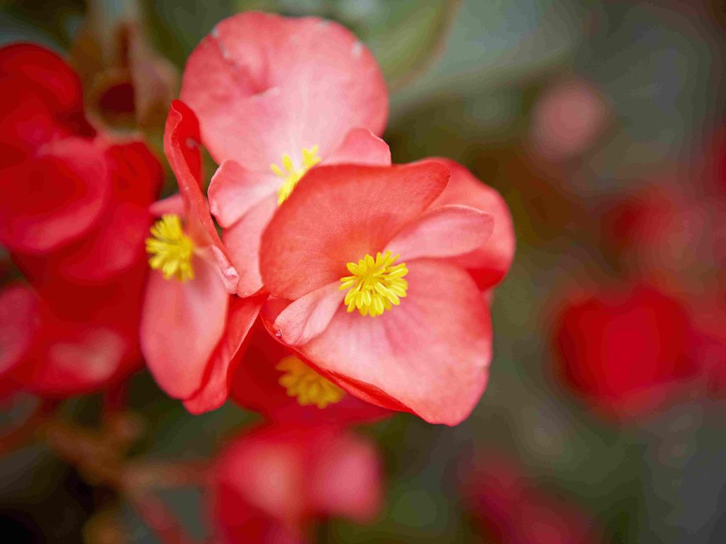 Begonia Bérangère Goussard